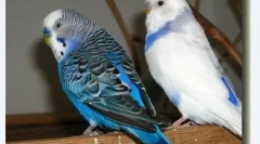 Jak możesz zadzwonić do papugi, nazwiska dla chłopca i dziewczyny